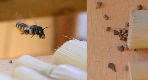 Réf. 187 931 : Megachile albisecta